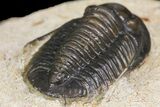 Dalejeproetus Trilobite - Uncommon Moroccan Proetid #154656-5